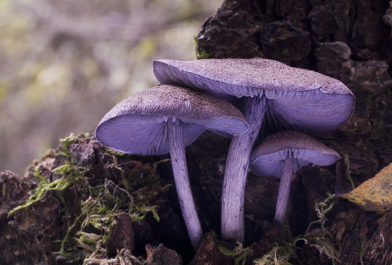 Entoloma euchroum